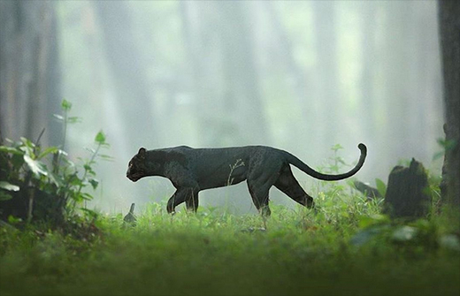 Black Panther0